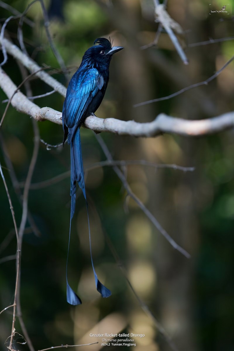 Greater Racket-tailed Drongo - ML617914237