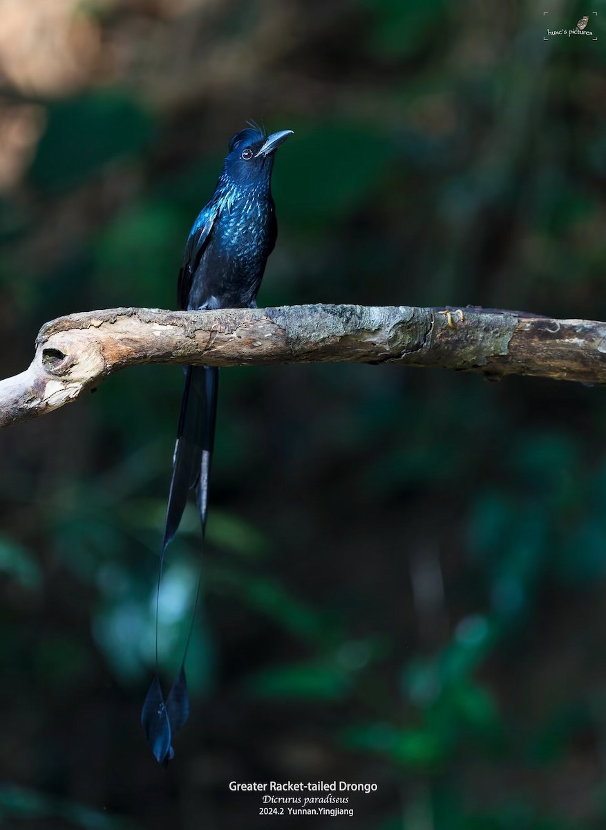 Greater Racket-tailed Drongo - ML617914238