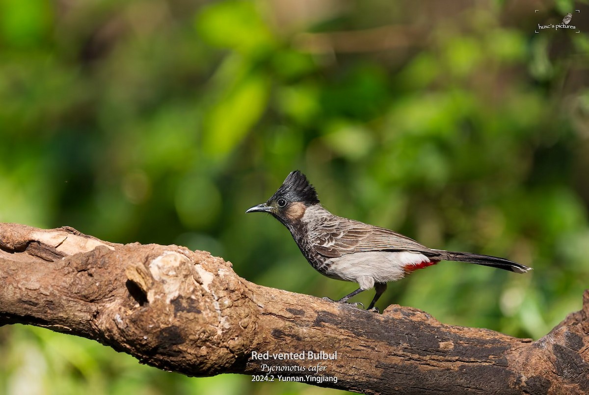 Red-vented Bulbul - ML617914269