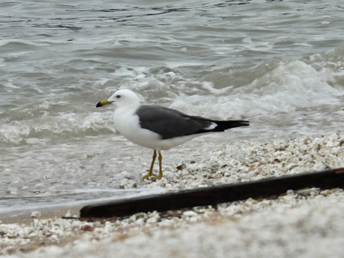 Black-tailed Gull - ML617914313