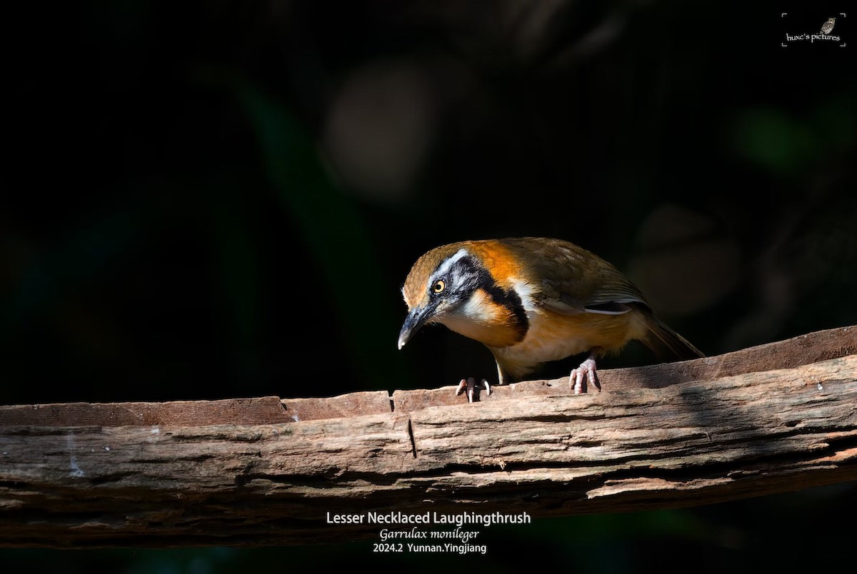 Lesser Necklaced Laughingthrush - ML617914316