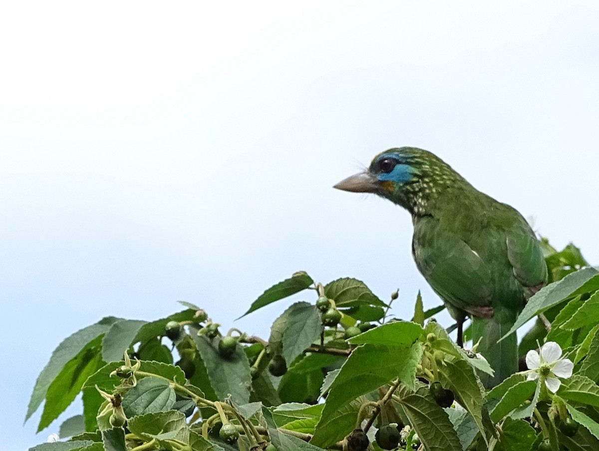 Yellow-fronted Barbet - ML617914394