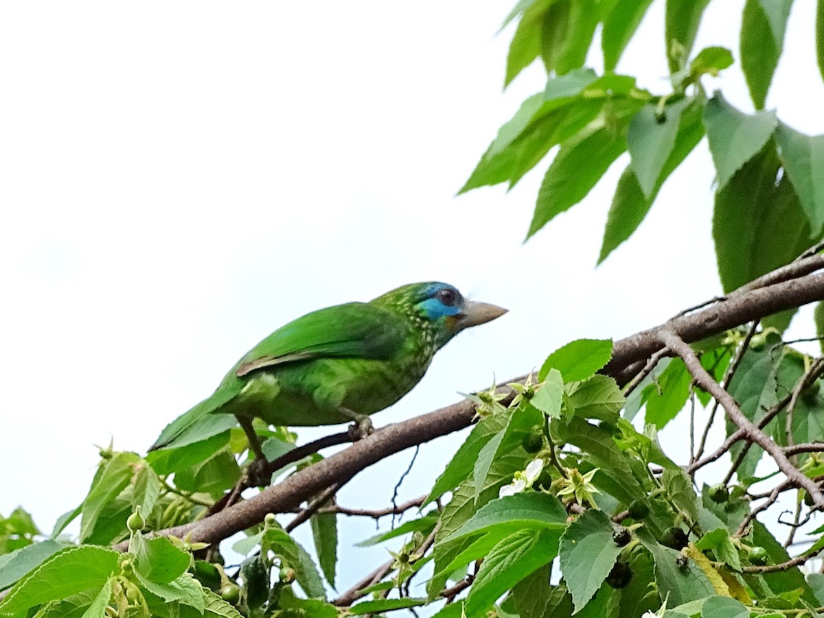 Yellow-fronted Barbet - ML617914395