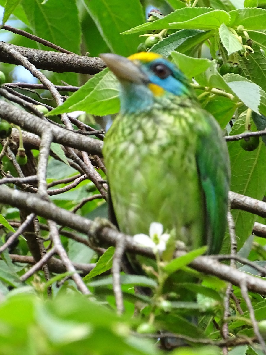 Yellow-fronted Barbet - ML617914398