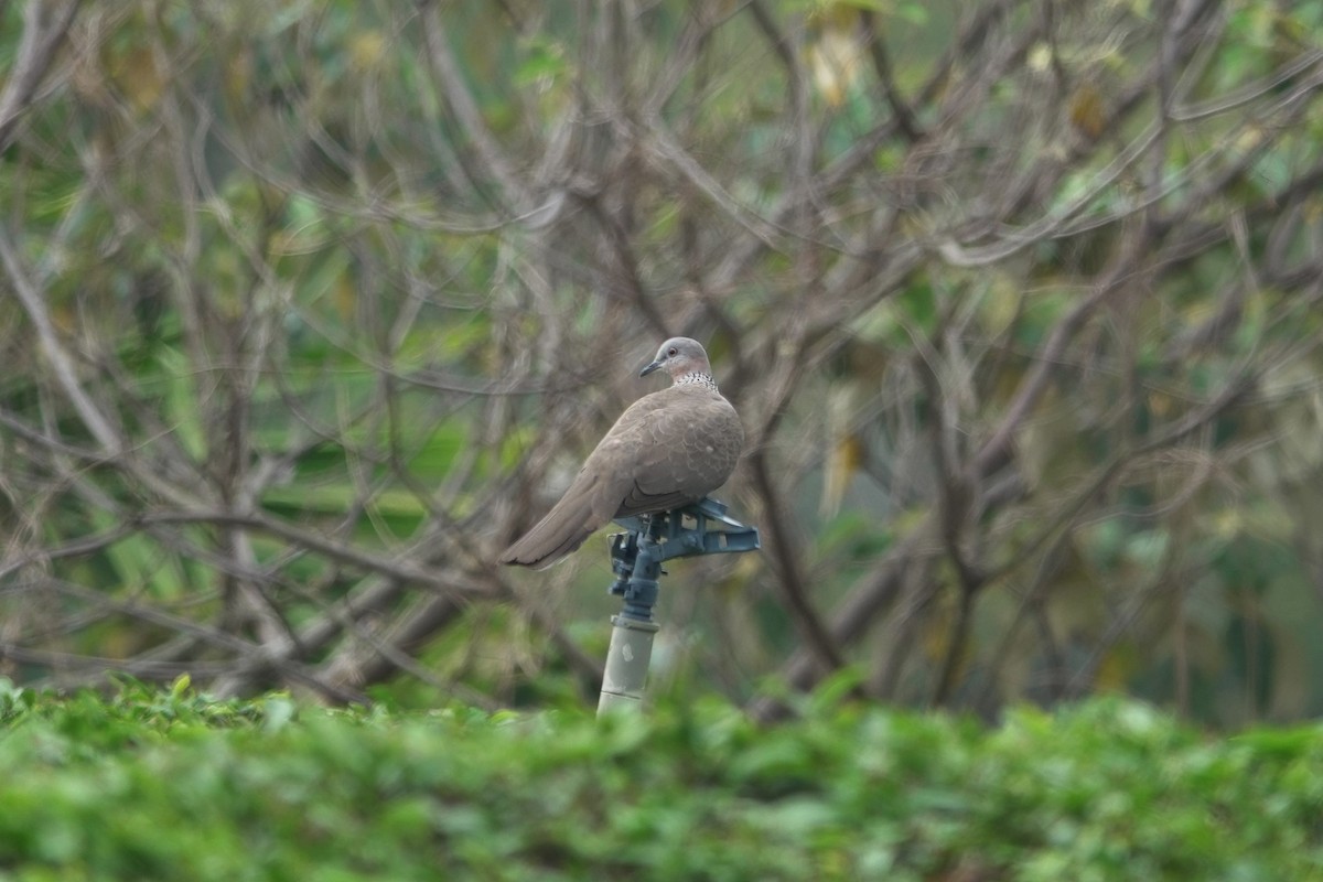 Spotted Dove - ML617914410