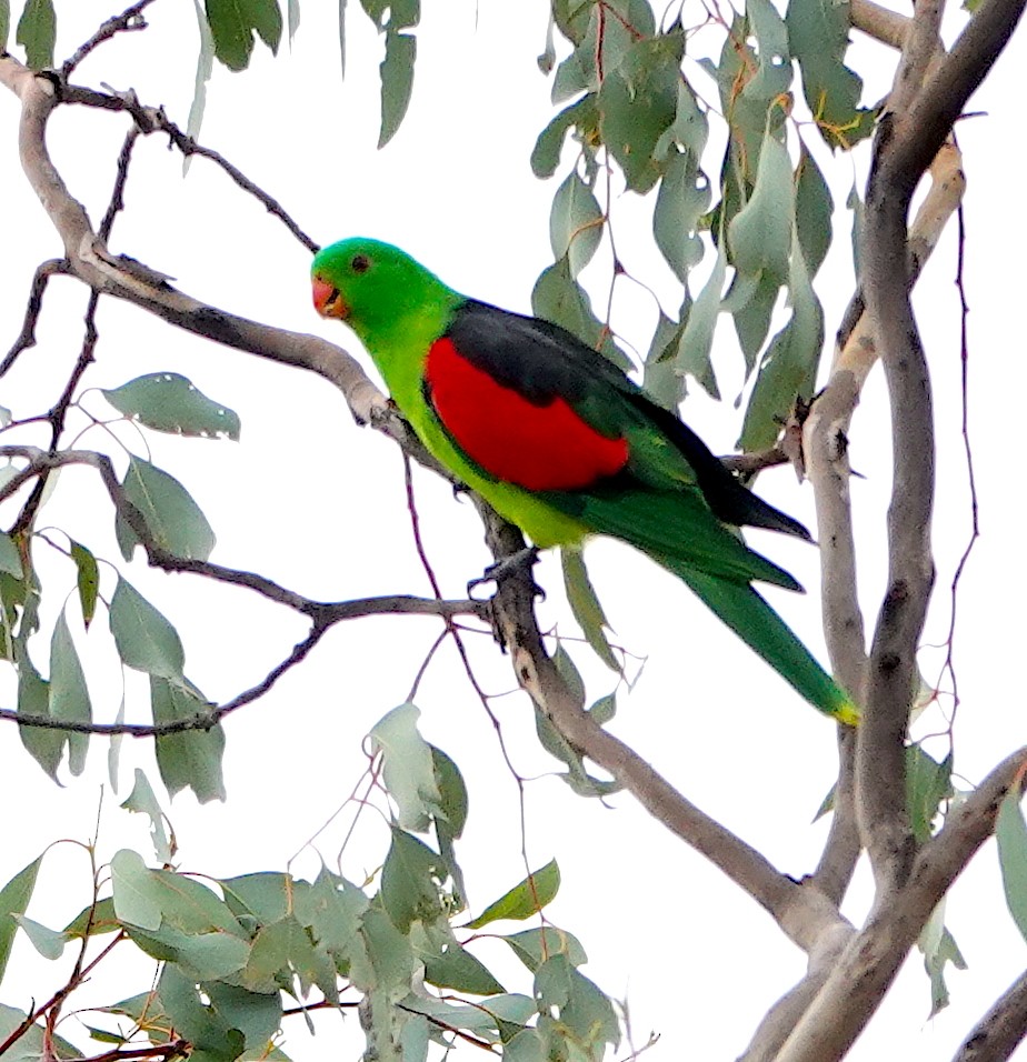 Папужець-червонокрил австралійський - ML617914415