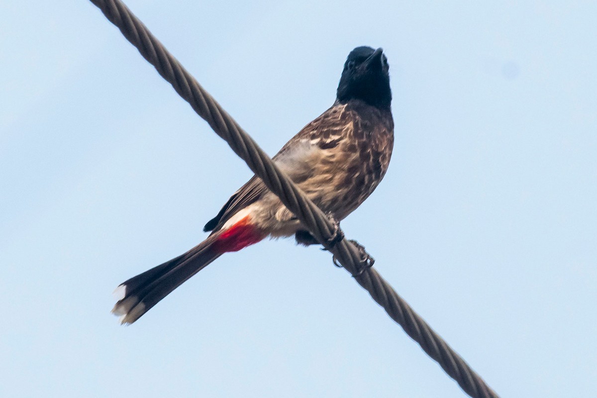 Red-vented Bulbul - ML617914422