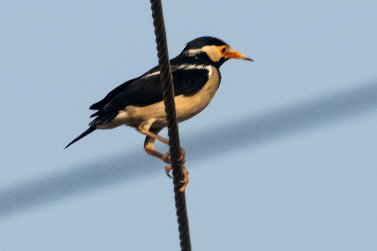 Indian Pied Starling - ML617914428