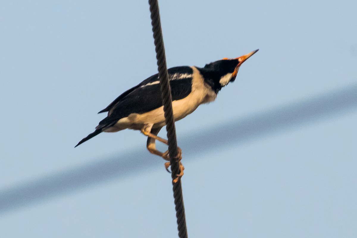 Indian Pied Starling - ML617914429