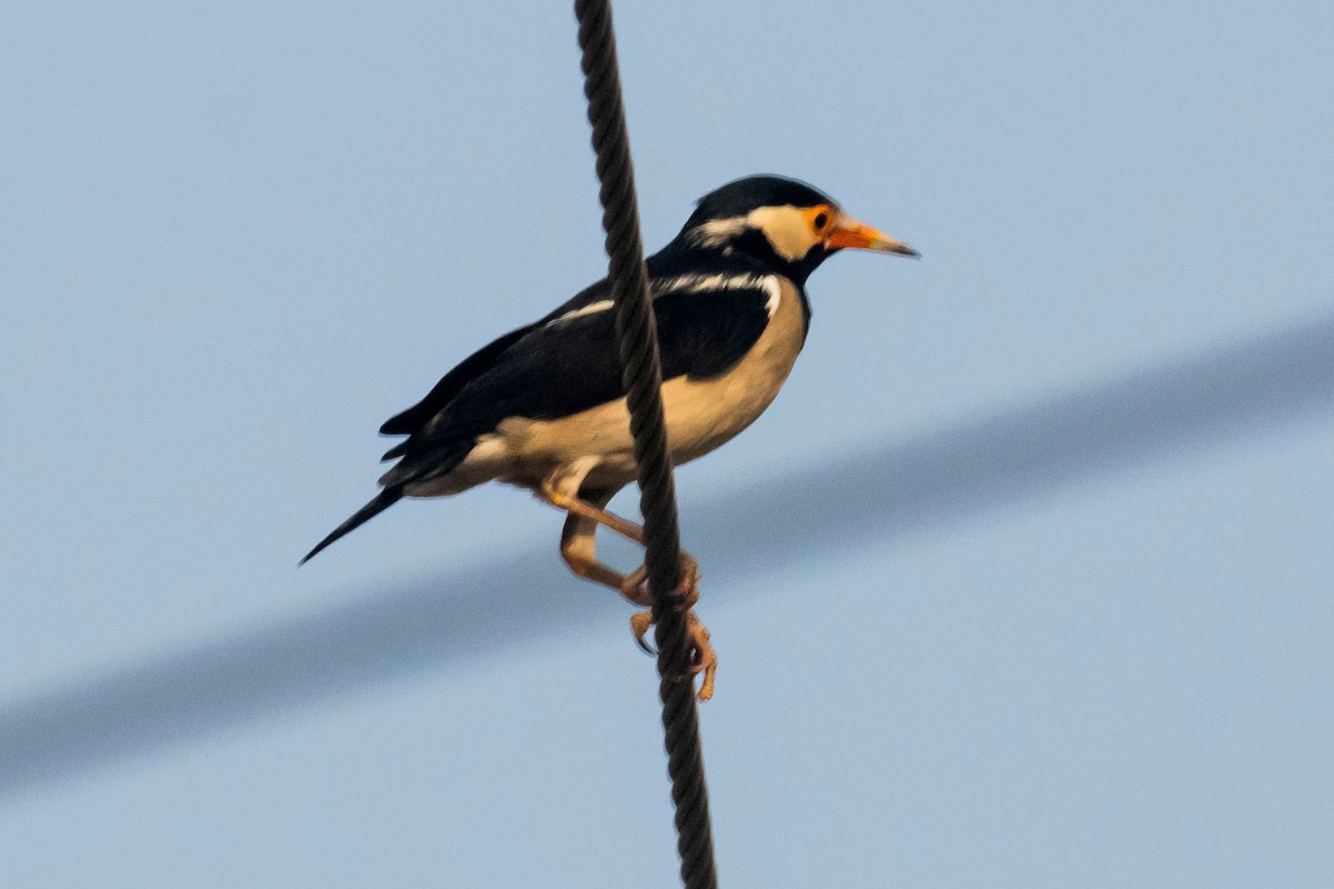 Indian Pied Starling - ML617914430