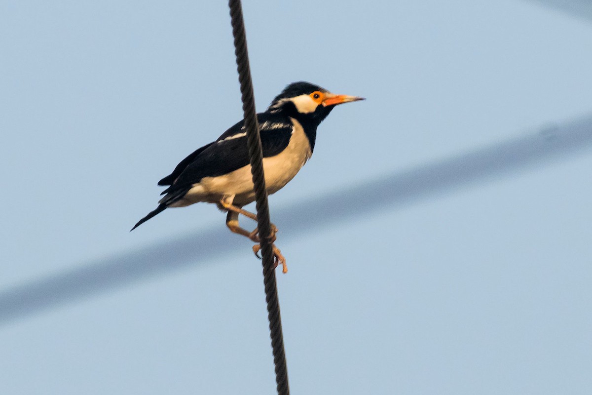 Indian Pied Starling - ML617914431