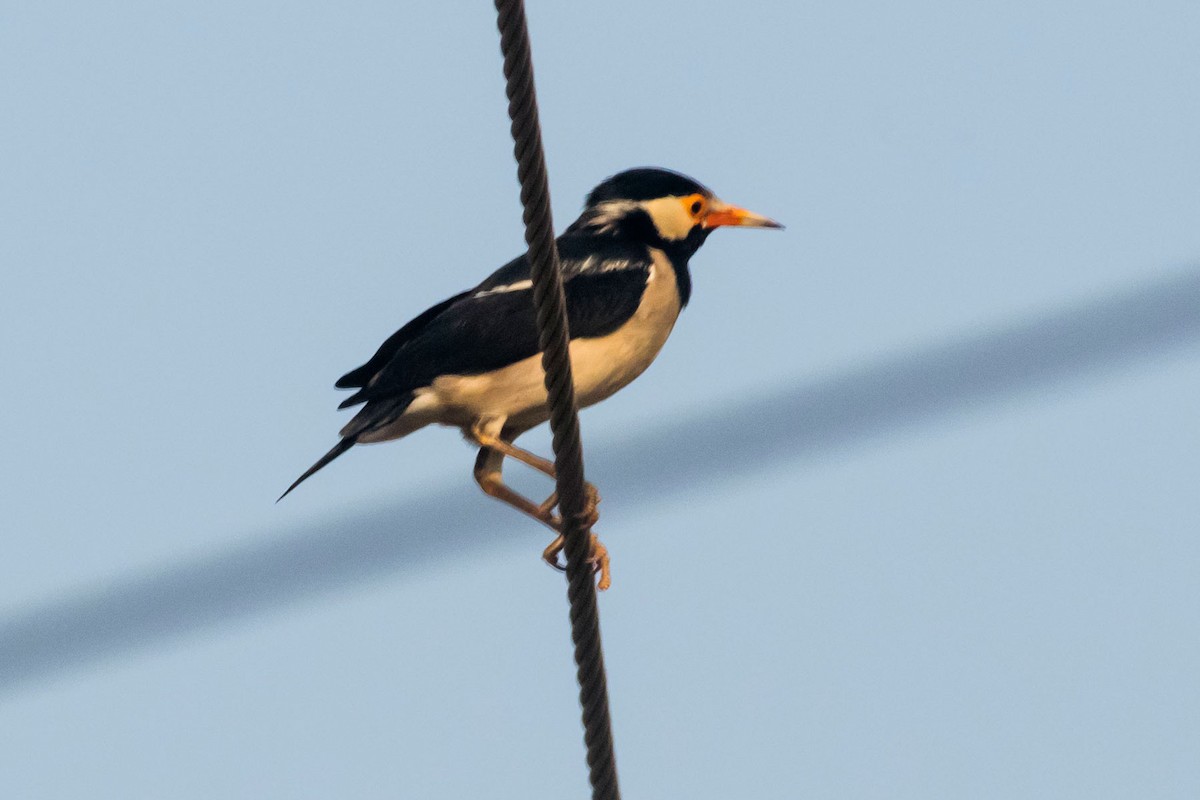 Indian Pied Starling - ML617914432