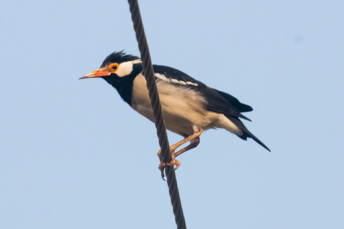 Indian Pied Starling - ML617914433