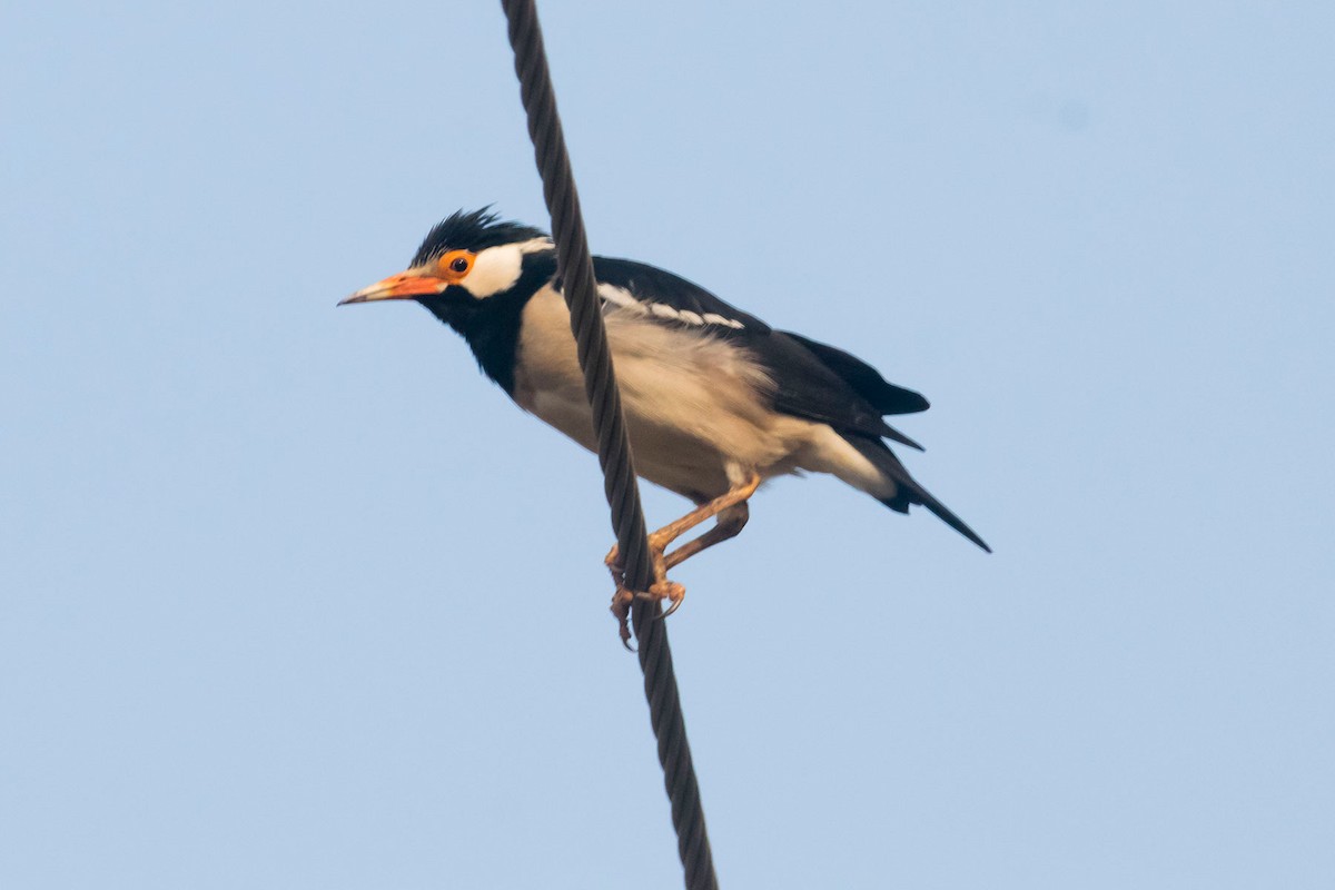 Indian Pied Starling - ML617914434
