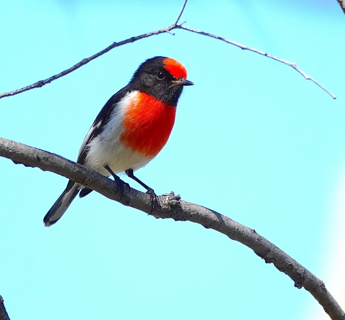 Red-capped Robin - ML617914444