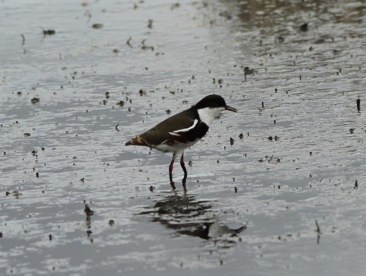 Red-kneed Dotterel - ML617914448
