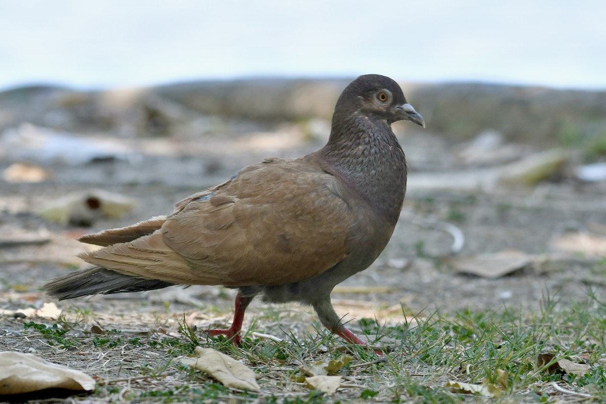 Rock Pigeon (Feral Pigeon) - ML617914454