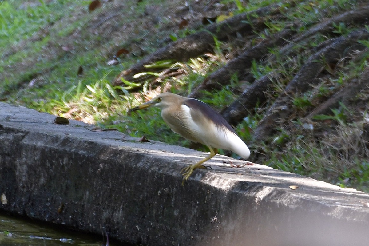 Indian Pond-Heron - Teeranan Tinpook