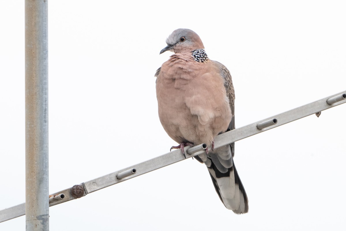 Spotted Dove - ML617914485