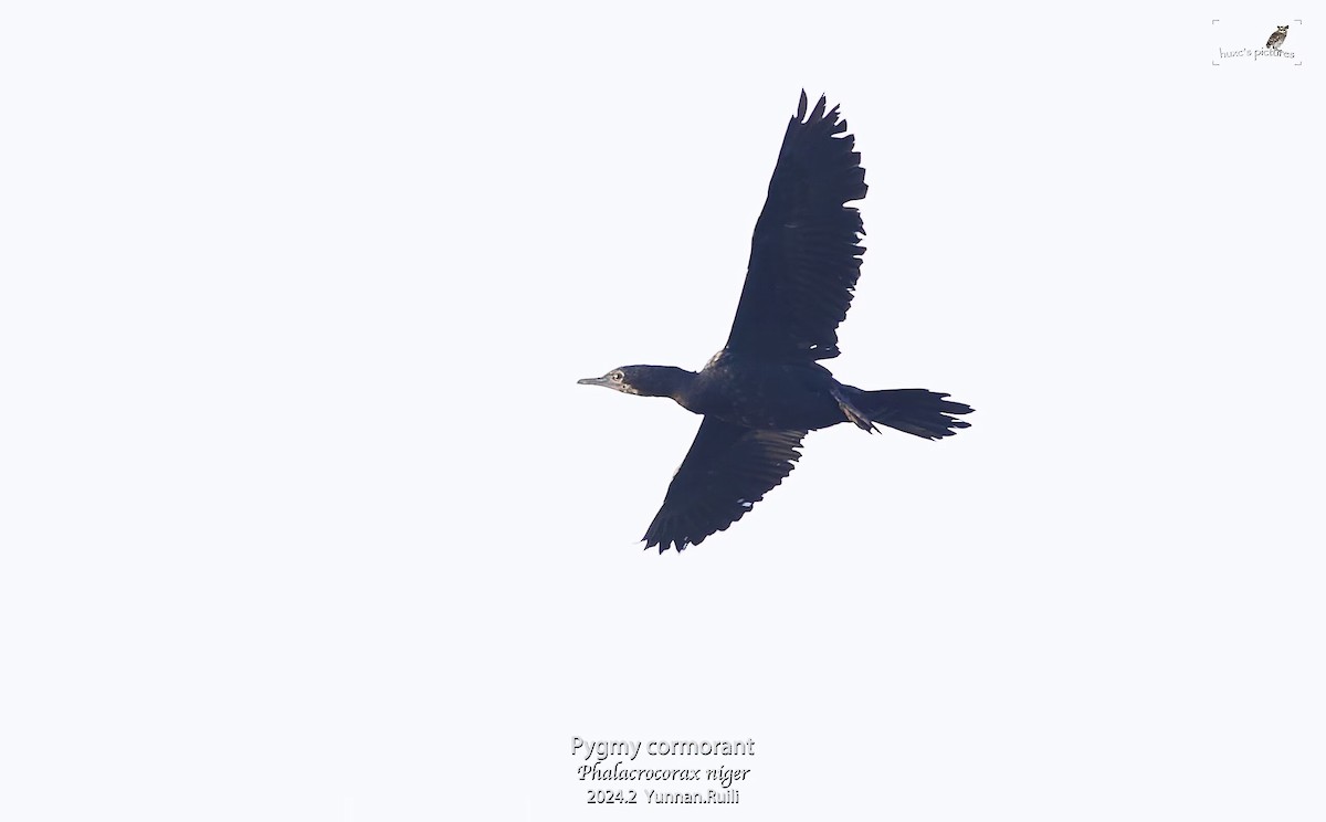 Little Cormorant - ML617914506