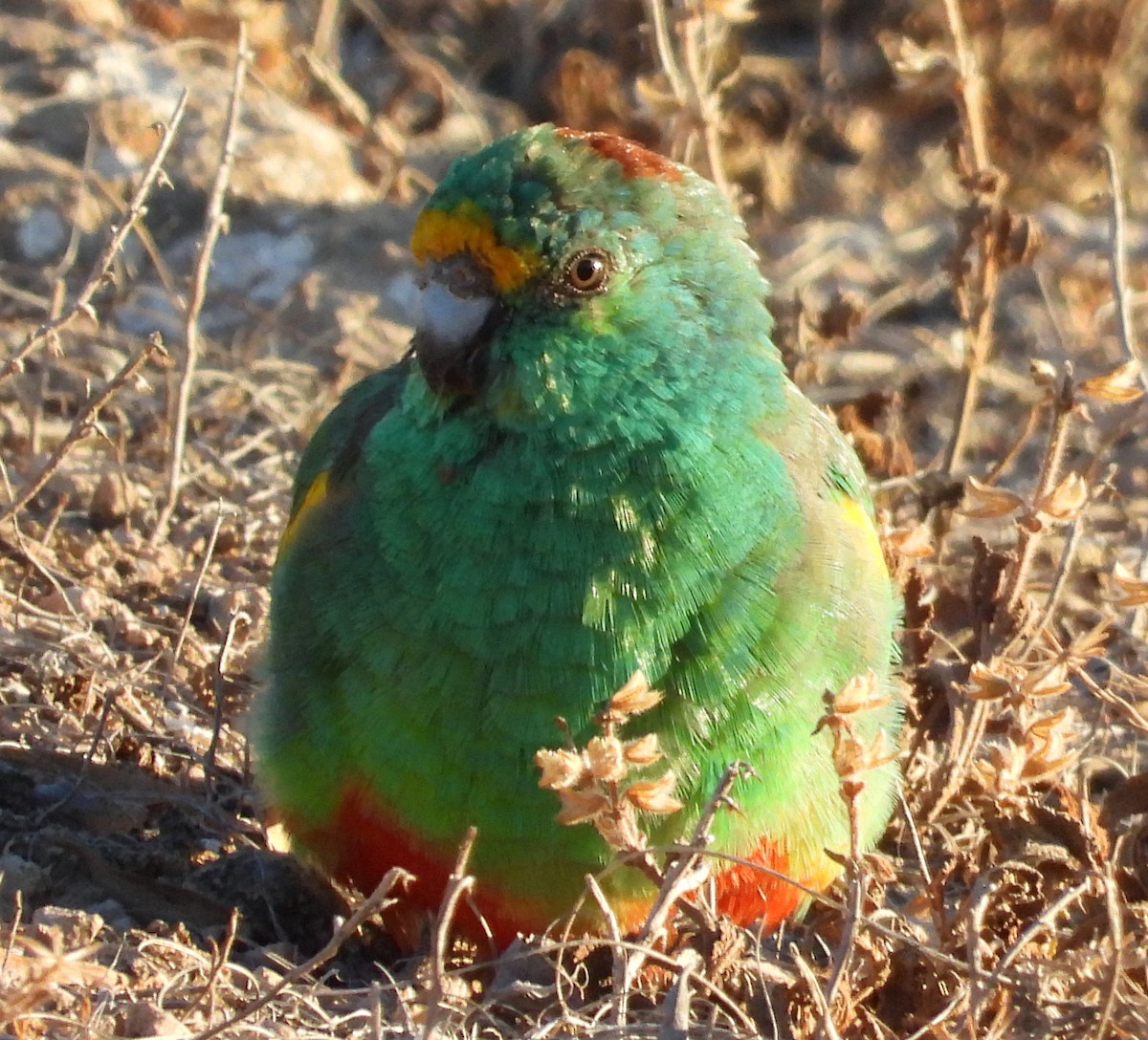 Разноцветный попугайчик - ML617914539
