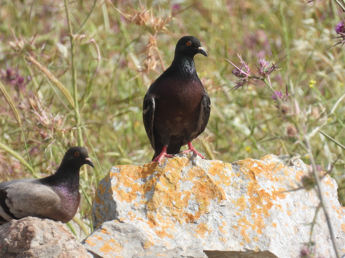 Rock Pigeon (Feral Pigeon) - Carmel Ravid