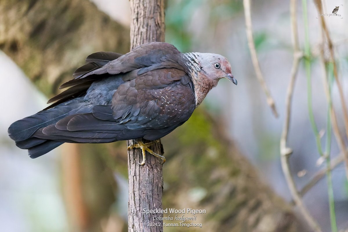 Speckled Wood-Pigeon - ML617914583