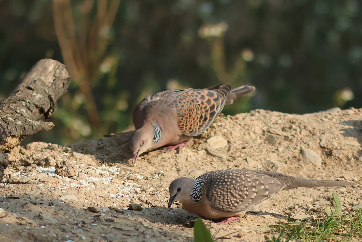 Spotted Dove - ML617914632
