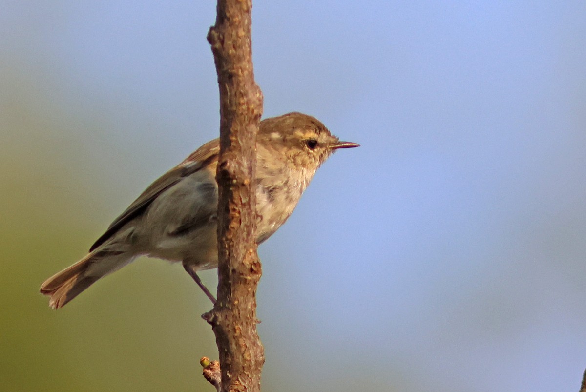 Hume's Warbler - ML617914645