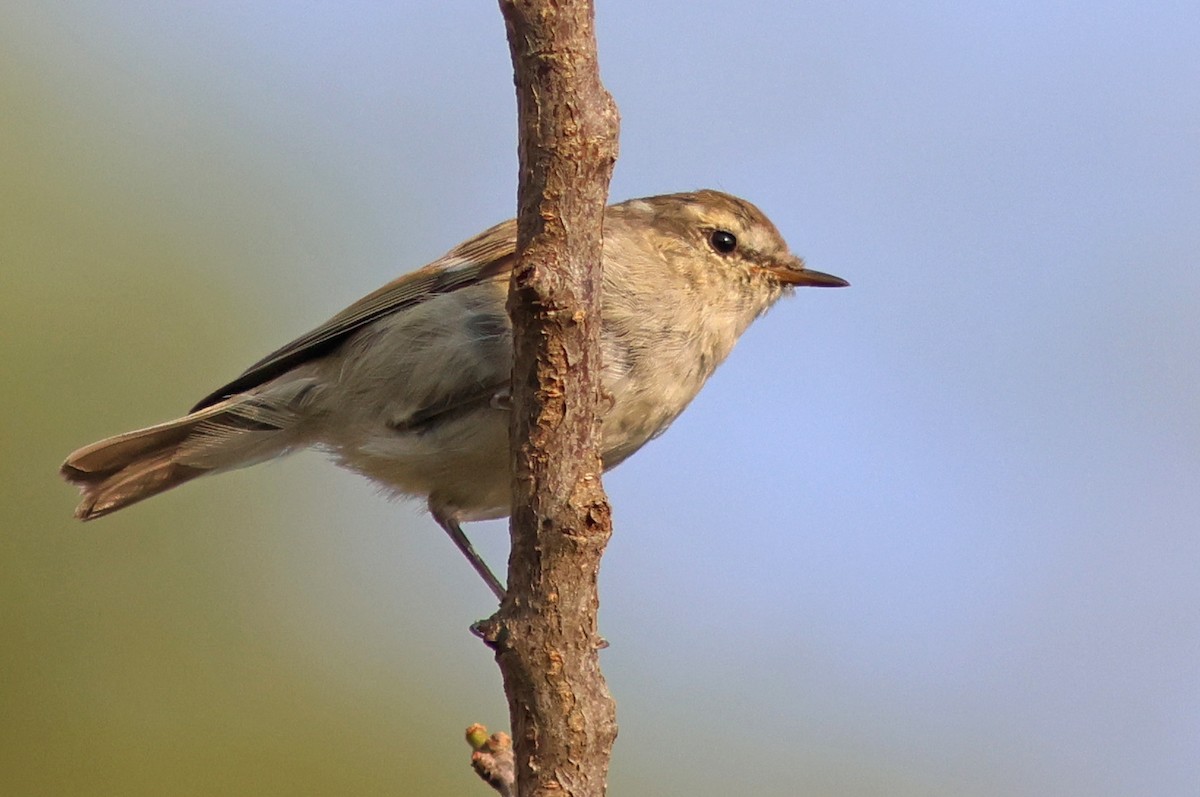 Hume's Warbler - ML617914646