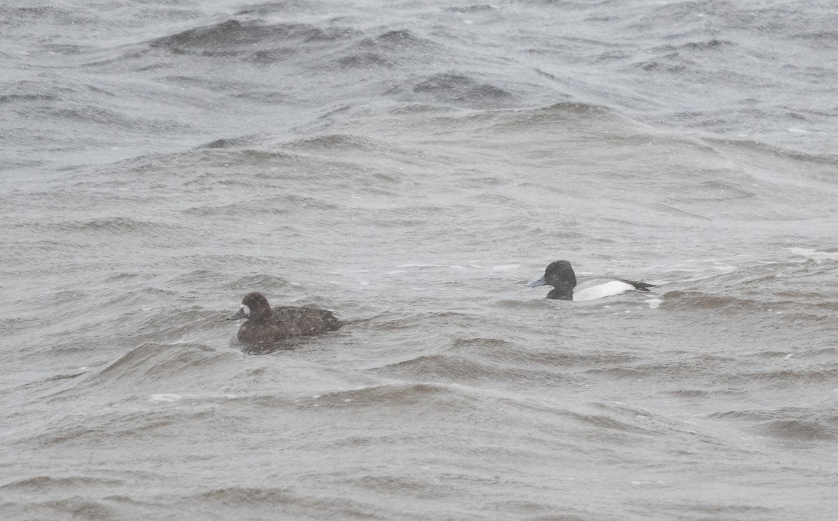 Greater/Lesser Scaup - ML617914664