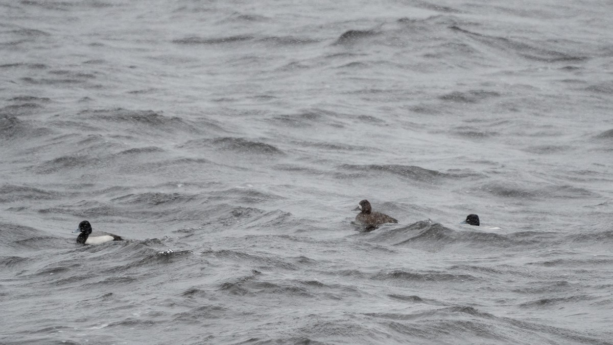 Greater/Lesser Scaup - ML617914665