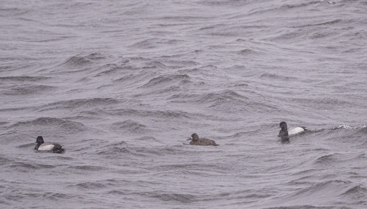 Greater/Lesser Scaup - ML617914666