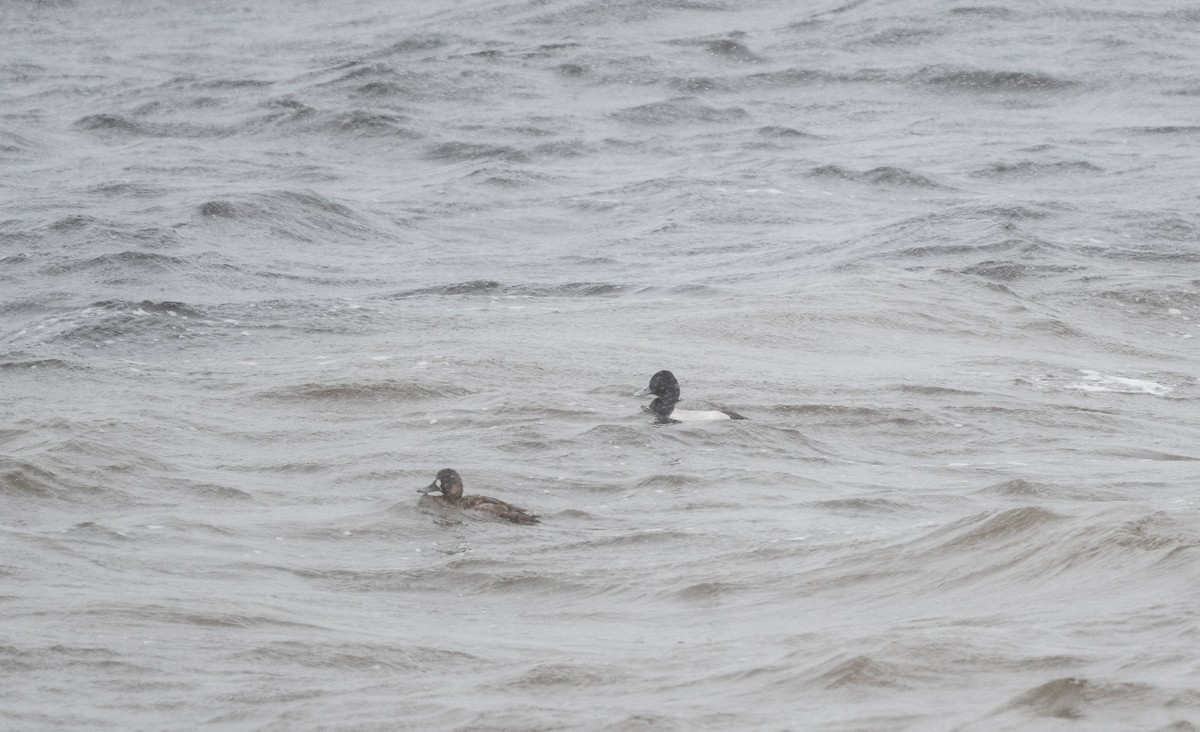 Greater/Lesser Scaup - ML617914667