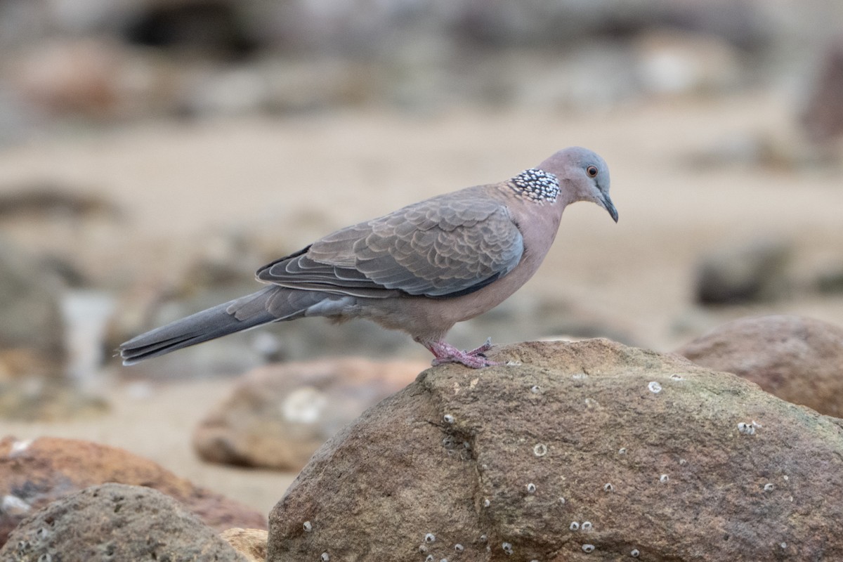 Spotted Dove - ML617914694