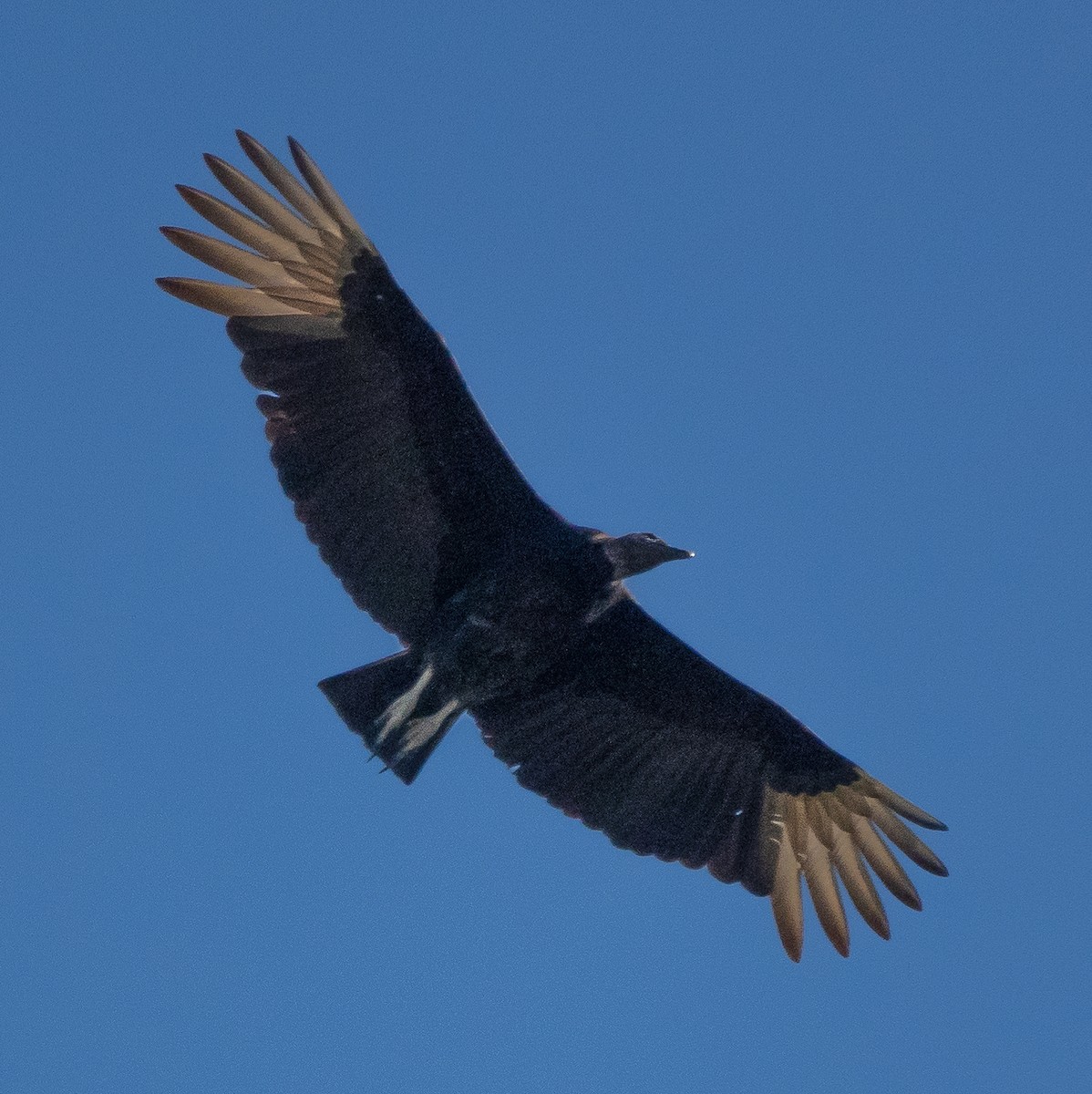 Black Vulture - ML617914706