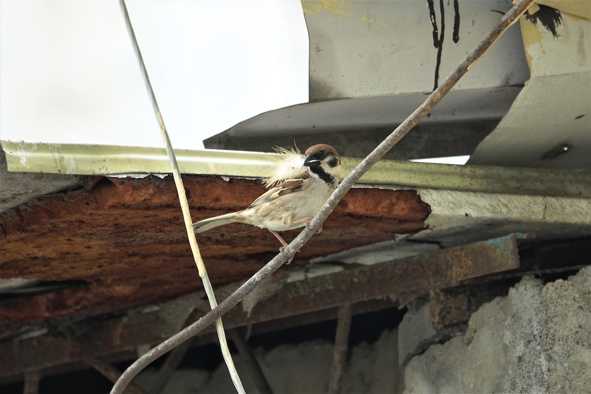 Eurasian Tree Sparrow - ML617914786