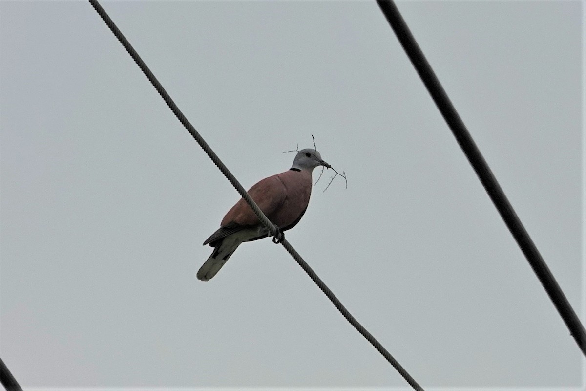 Red Collared-Dove - ML617914804
