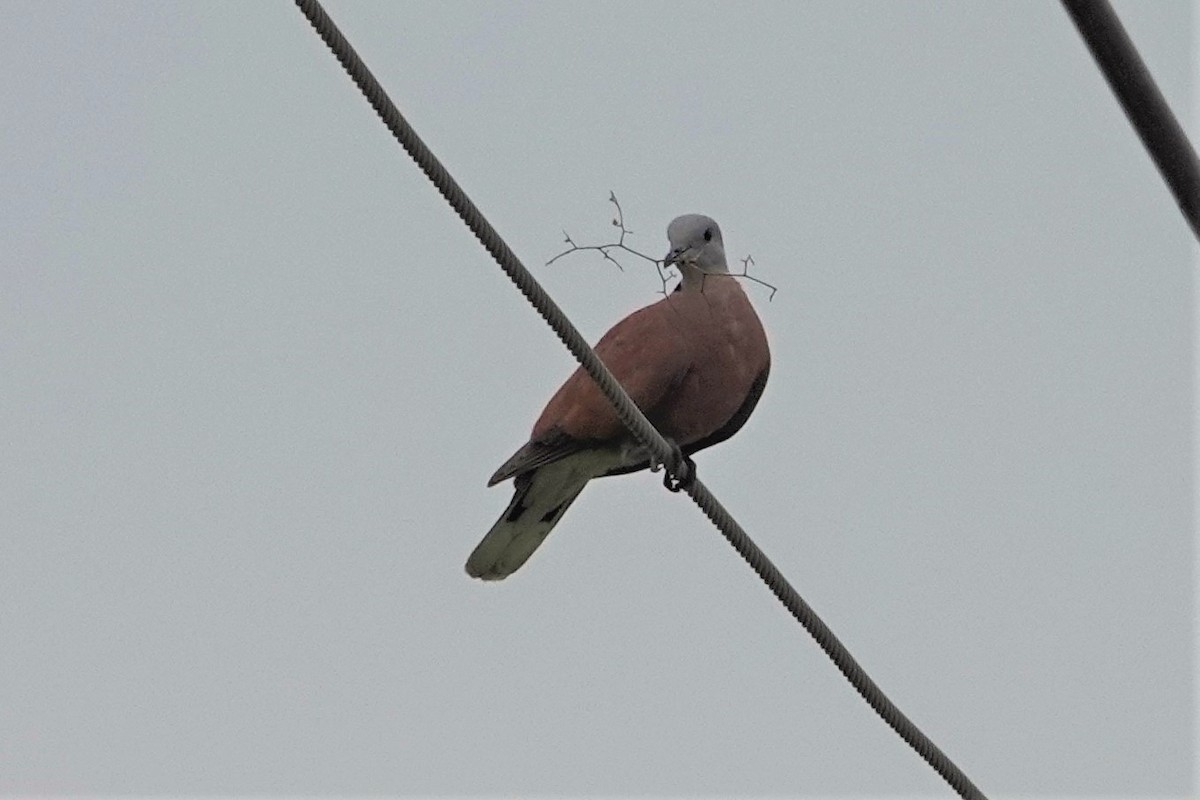 Red Collared-Dove - ML617914805