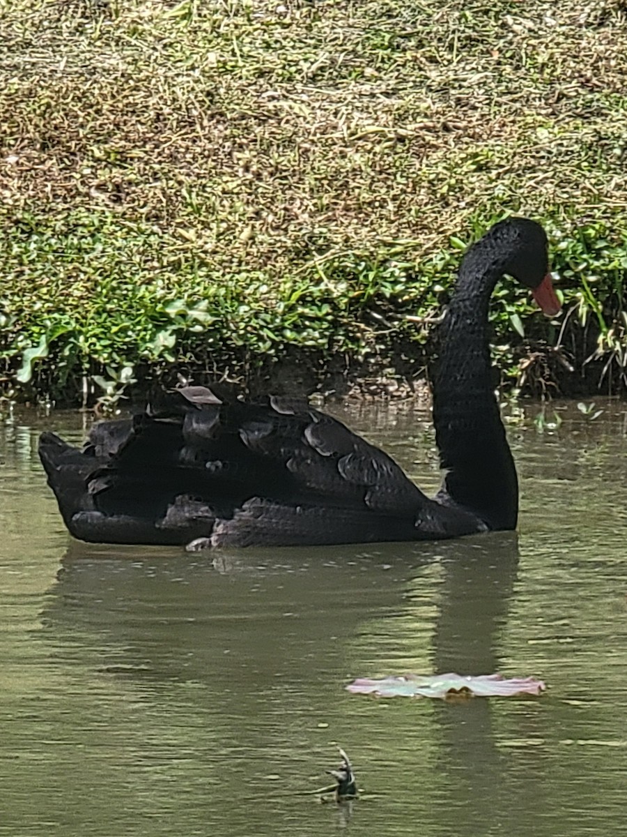 Black Swan - ML617914867