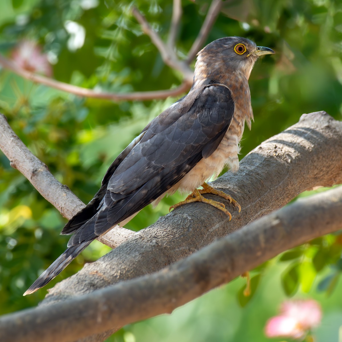 Common Hawk-Cuckoo - Kalyan Gantait