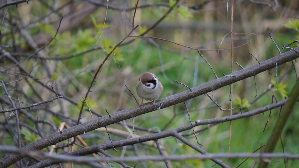 Eurasian Tree Sparrow - ML617914930