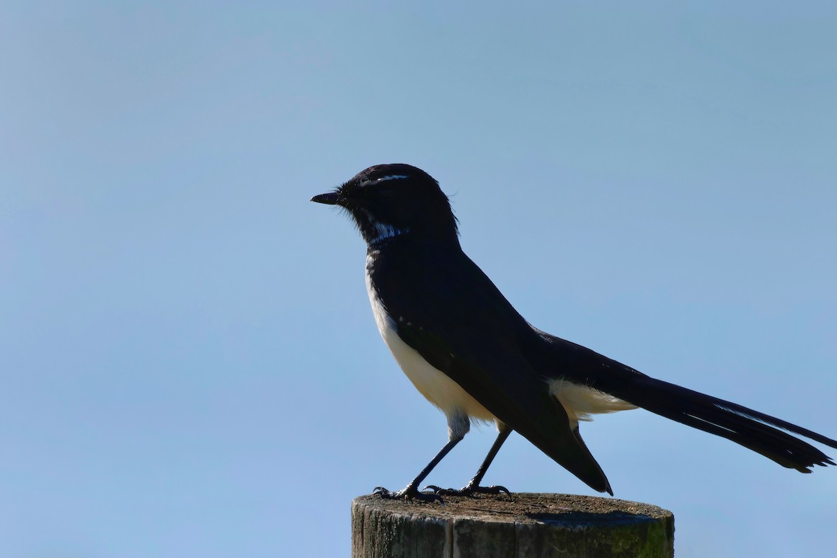 Willie-wagtail - ML617914991