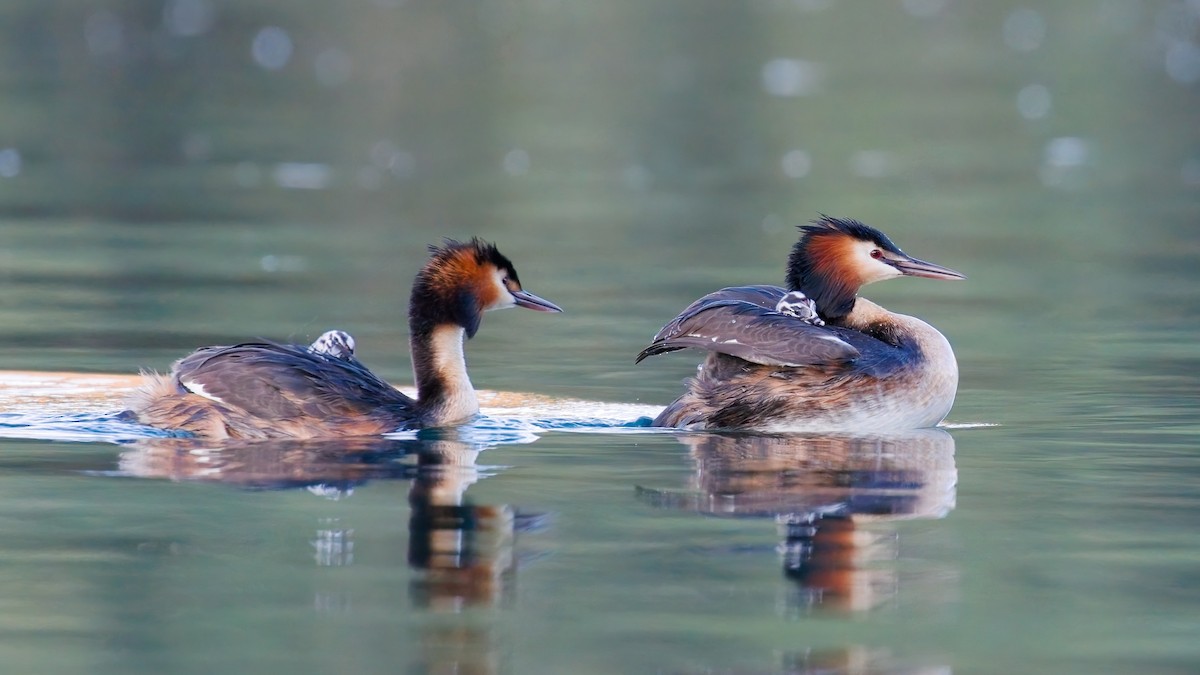 Great Crested Grebe - ML617915049