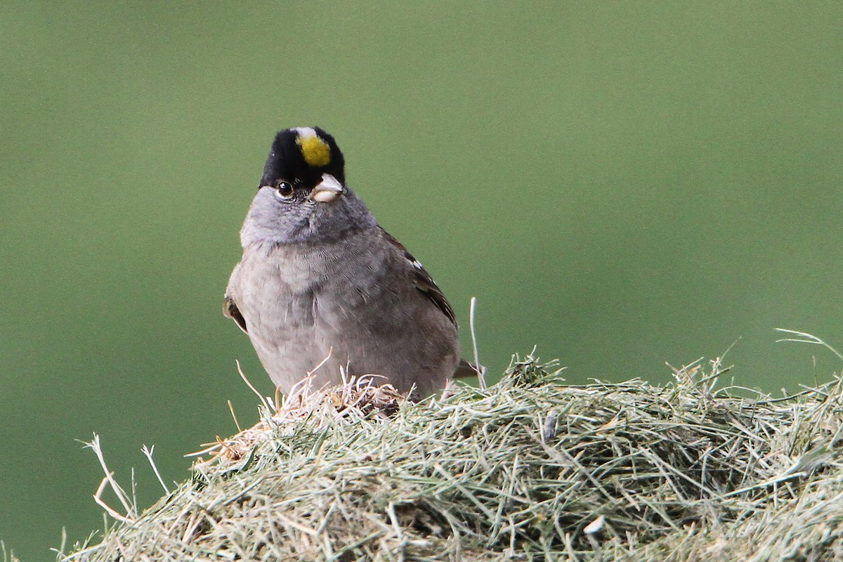 Golden-crowned Sparrow - ML617915082