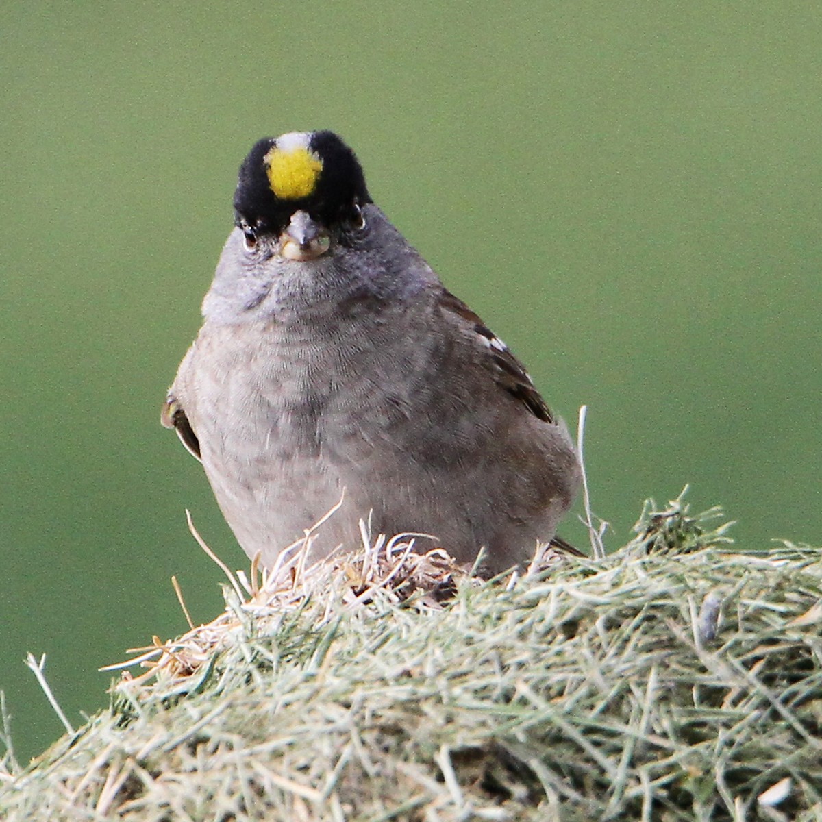 Golden-crowned Sparrow - Marlene Cashen