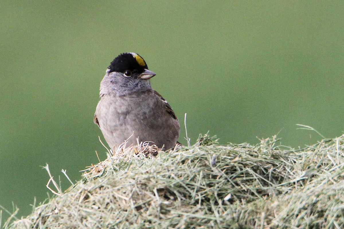 Golden-crowned Sparrow - ML617915109