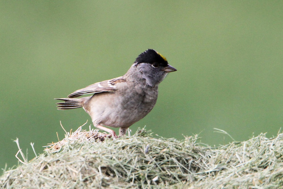 Golden-crowned Sparrow - ML617915134
