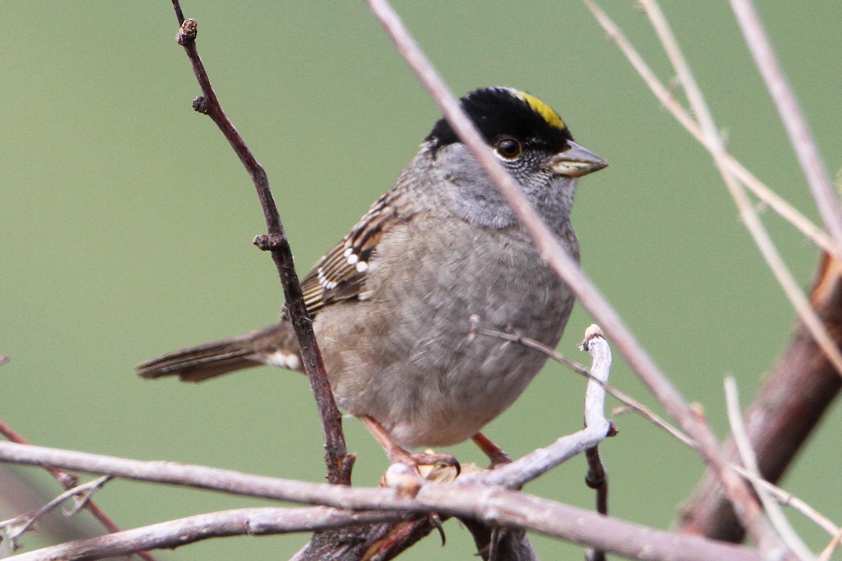 Golden-crowned Sparrow - ML617915142