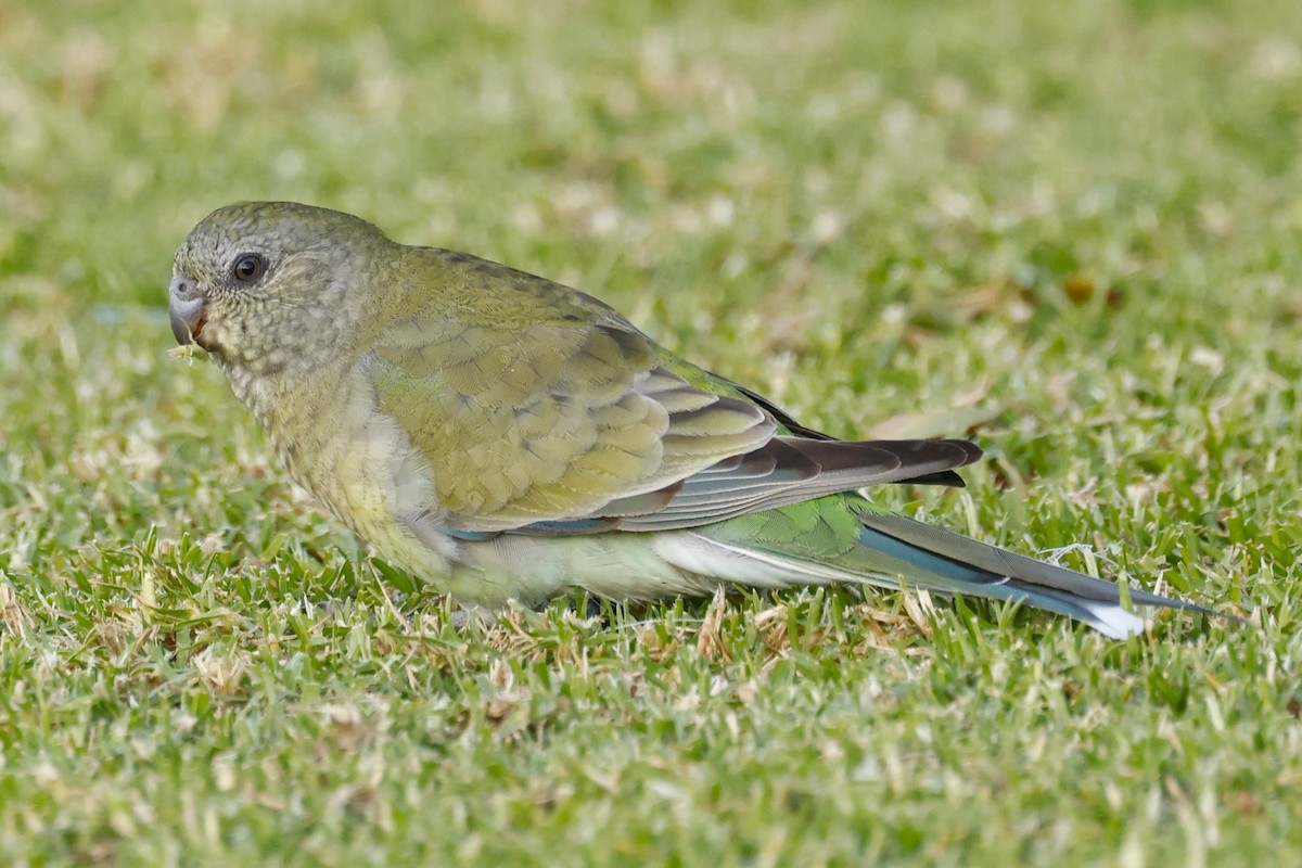 Red-rumped Parrot - ML617915146